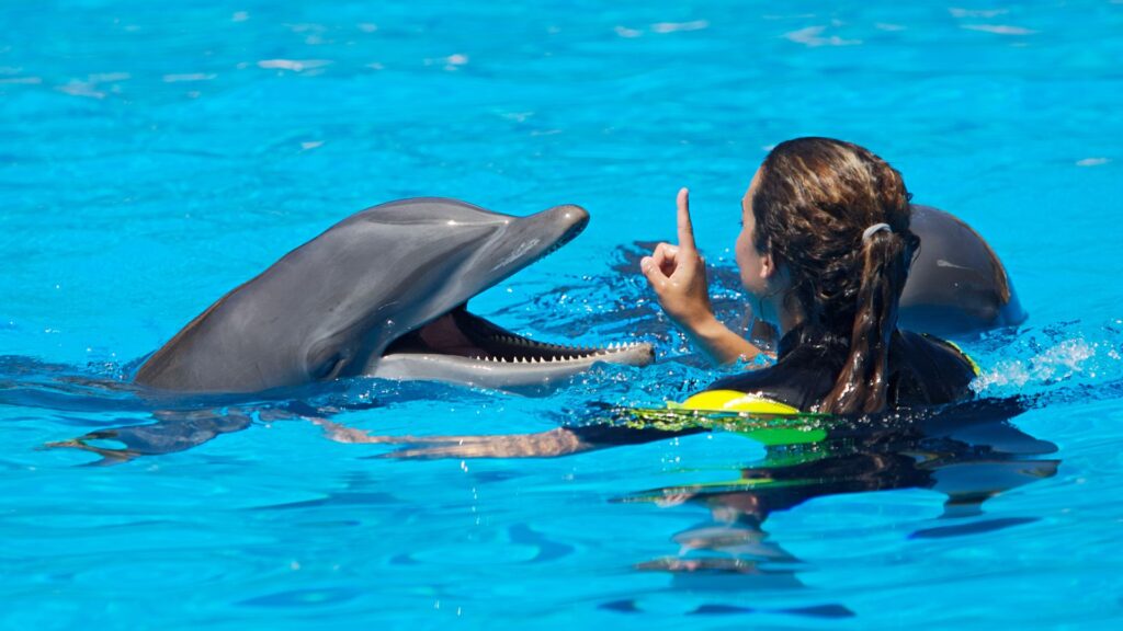 image showing an animal trainer teaching a dolphin tricks in the water