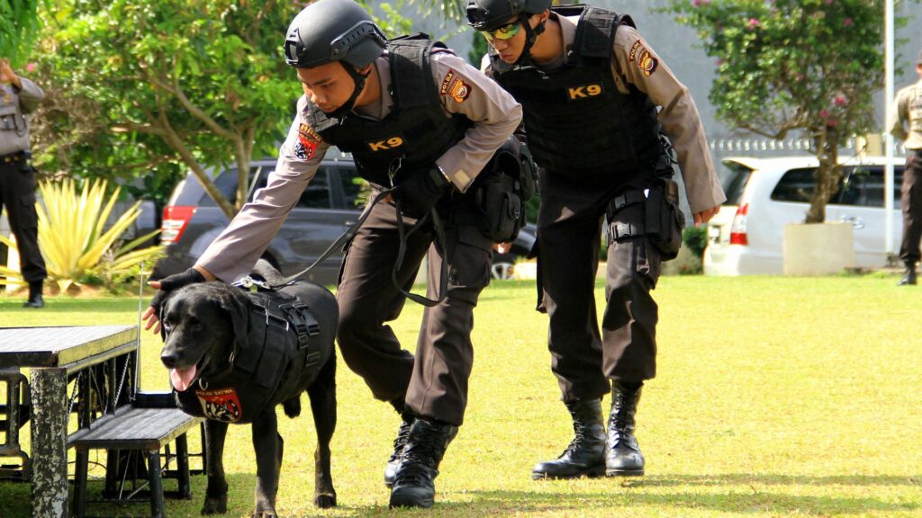image showing animal trainers teaching a bomb dog how to sniff out explosives