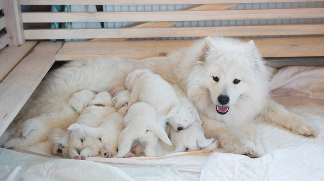image showing the work of an animal breeder - dogs laying next to their mother