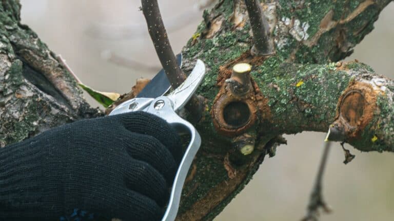 image showing a tree surgeon working on a tree trunk